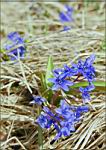 karadag-blue-flower.jpg