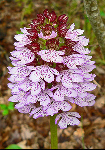 Орхидея  по-крымски