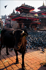 Главное на площадях Катманду - не попасть под корову и не "вступить в коровье".