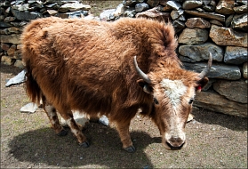 Yak , .