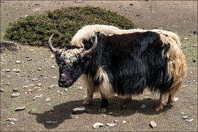 Yak -, .